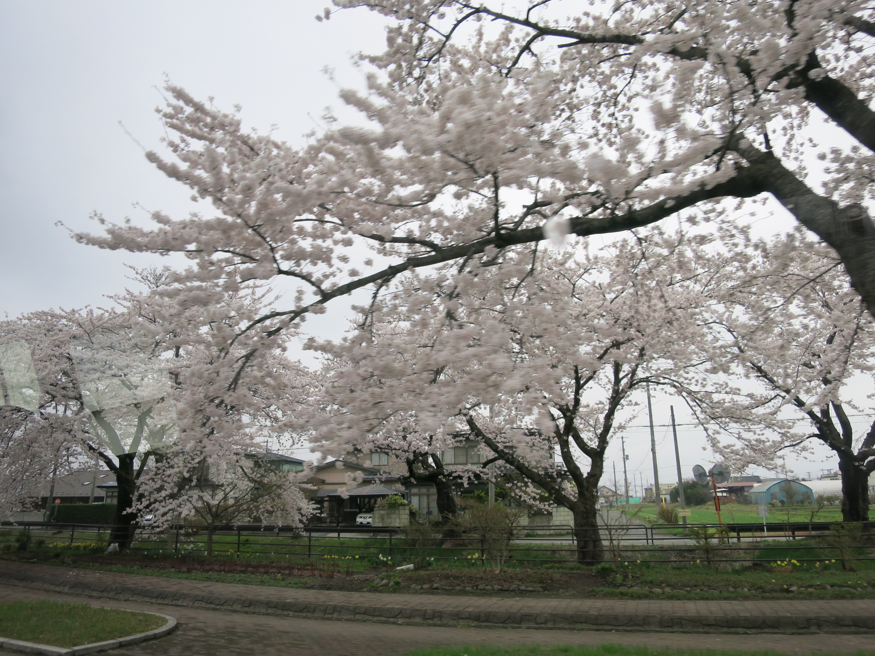 お花見ドライブ＠デイサービス