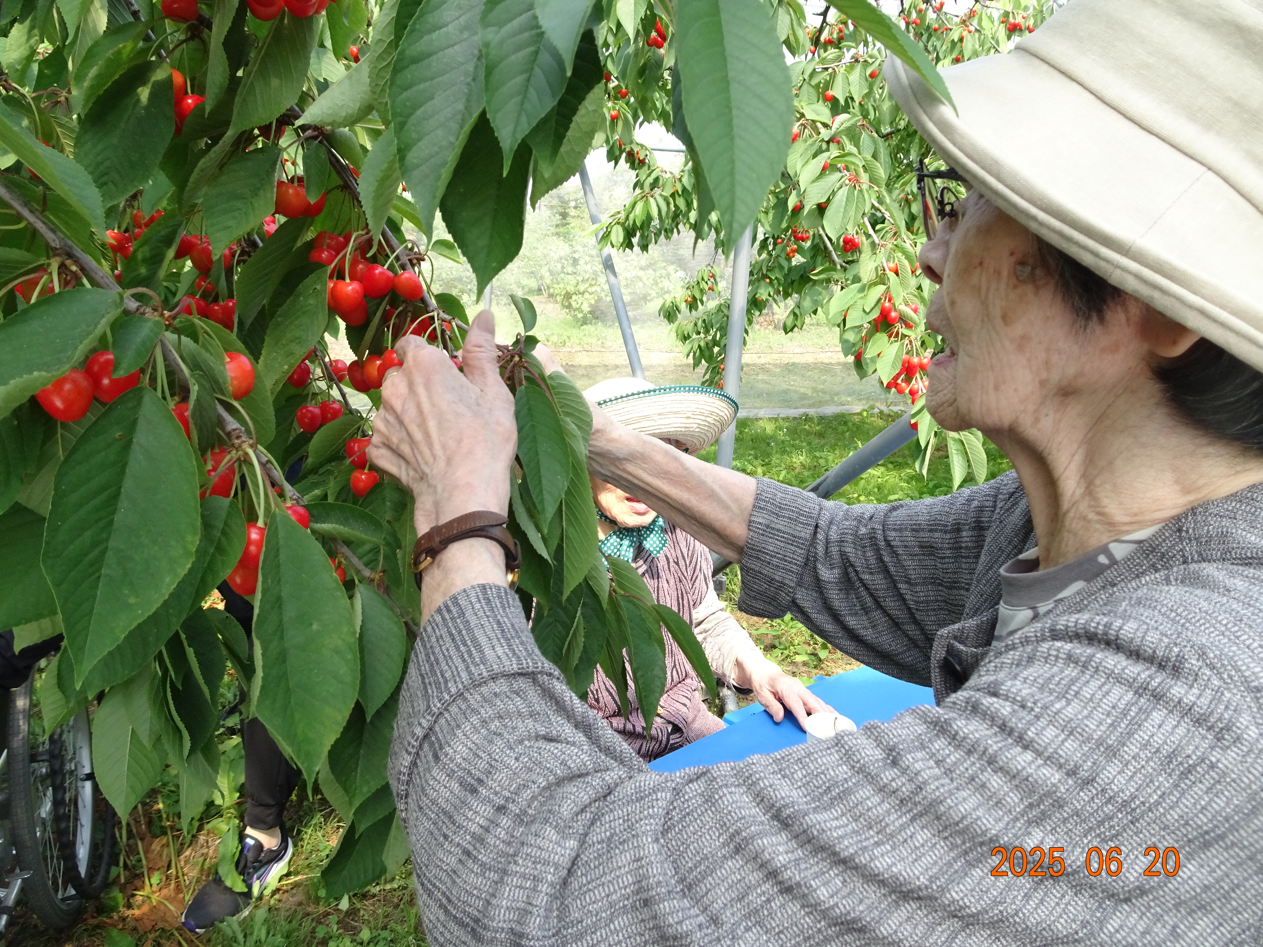 さくらんぼ狩り＠GH